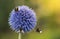 Bumble Bees on Echinops