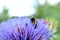 Bumble-bees hiding in artichoke flower