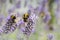 Bumble bees on a lavender plant close up, insects pollinating