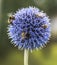 Bumble Bees nad Bees on Echinops