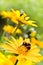 Bumble bees on sunflowers in summer