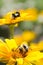 Bumble bees on sunflowers in summer