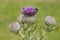 Bumble Bees on Woolly Thistle