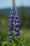 A bumble bess collects nectar from a Lupine flower