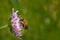 Bumble in the flower of the meadow.