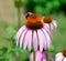 Bumble on purple coneflower