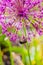 Bumblebee on Allium flower