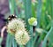 Bumblebee on allium flower