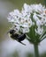 Bumblebee on Allium Tuberosum plant