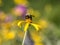 Bumblebee, also written bumble bee