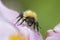 Bumblebee on Anemone tomentosa