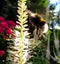 Bumblebee approaching a flower
