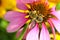 Bumblebee Atop Purple Cone Flower - Bombus