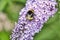 Bumblebee attracted by a brightly colored flower collects its pollen