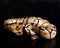 Bumblebee Ball Python on Black Background