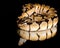 Bumblebee Ball Python Reflection