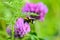 Bumblebee with a basket of pollen pollinates a purple clover flower