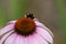 Bumblebee on a beautiful flower of echinacea