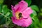 Bumblebee, bee in the flower of wild rose. Rosa majalis, Rose hip flower grows on a sunny summer day