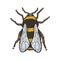 bumblebee bee insect color sketch vector