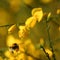 Bumblebee with bee pollen flying on yellow flowers of broom