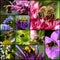 Bumblebee Bee Wasp Pollinating Flowers Set Collage