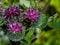 Bumblebee on blooming wooly or downy burdock, arctium tomentosum, macro, selective focus, shallow DOF