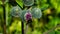 Bumblebee on blooming wooly or downy burdock, arctium tomentosum, macro, selective focus, shallow DOF