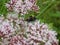 Bumblebee on the blossom of a agrimony flower with pink blossom