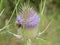 Bumblebee blossom of a teasel flower