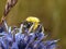Bumblebee on a blue allium flower.