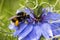 Bumblebee on blue flower