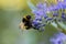 Bumblebee with blue flower / bloom