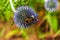 Bumblebee on a blue flower Eryngium