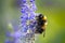 Bumblebee on a blue flower in the meadow field