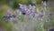 Bumblebee on blue flower slices nectar. Humblebee flies from one flower to another.