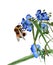 Bumblebee on blue flowers