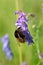 Bumblebee on a blue vetch flower macro close up