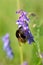 Bumblebee on a blue vetch flower macro close up