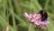 Bumblebee (Bombus) collect nectar from pink flower bloom