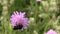 Bumblebee (bombus) collect pollen nectar from pink flower bloom