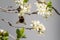A bumblebee, Bombus flies close to blossom of plum tree