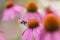 A bumblebee (bombus) flying away from a coneflower (echinacea) after harvesting pollen