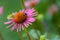 A bumblebee (bombus) harvesting pollen on a coneflower (echinacea)