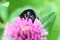 A bumblebee (Bombus lapidarius) dozing on a pink clover flower