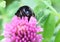 A bumblebee (Bombus lapidarius) waking up in the morning on a pink clover flower