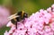 A Bumblebee Bombus perched on a Buddleia flower, commonly known as the butterfly bush.