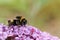 A Bumblebee Bombus perched on a Buddleia flower, commonly known as the butterfly bush.