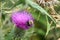 Bumblebee (Bombus spp) on a Spear Thistle (Cirsium vulgare), Lothersdale, North Yorkshire, England