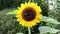 A bumblebee bombus on a sunflower Helianthus annuus